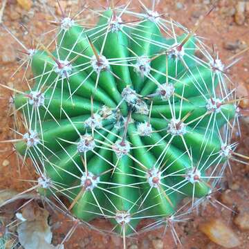 Echinopsis oxygona resmi