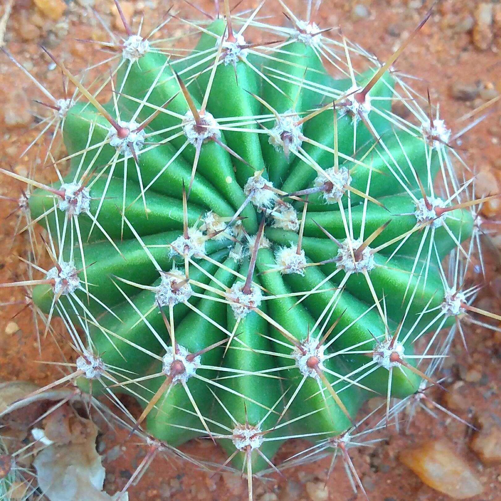 Image of Echinopsis oxygona