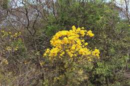 Image of Caribbean trumpet tree