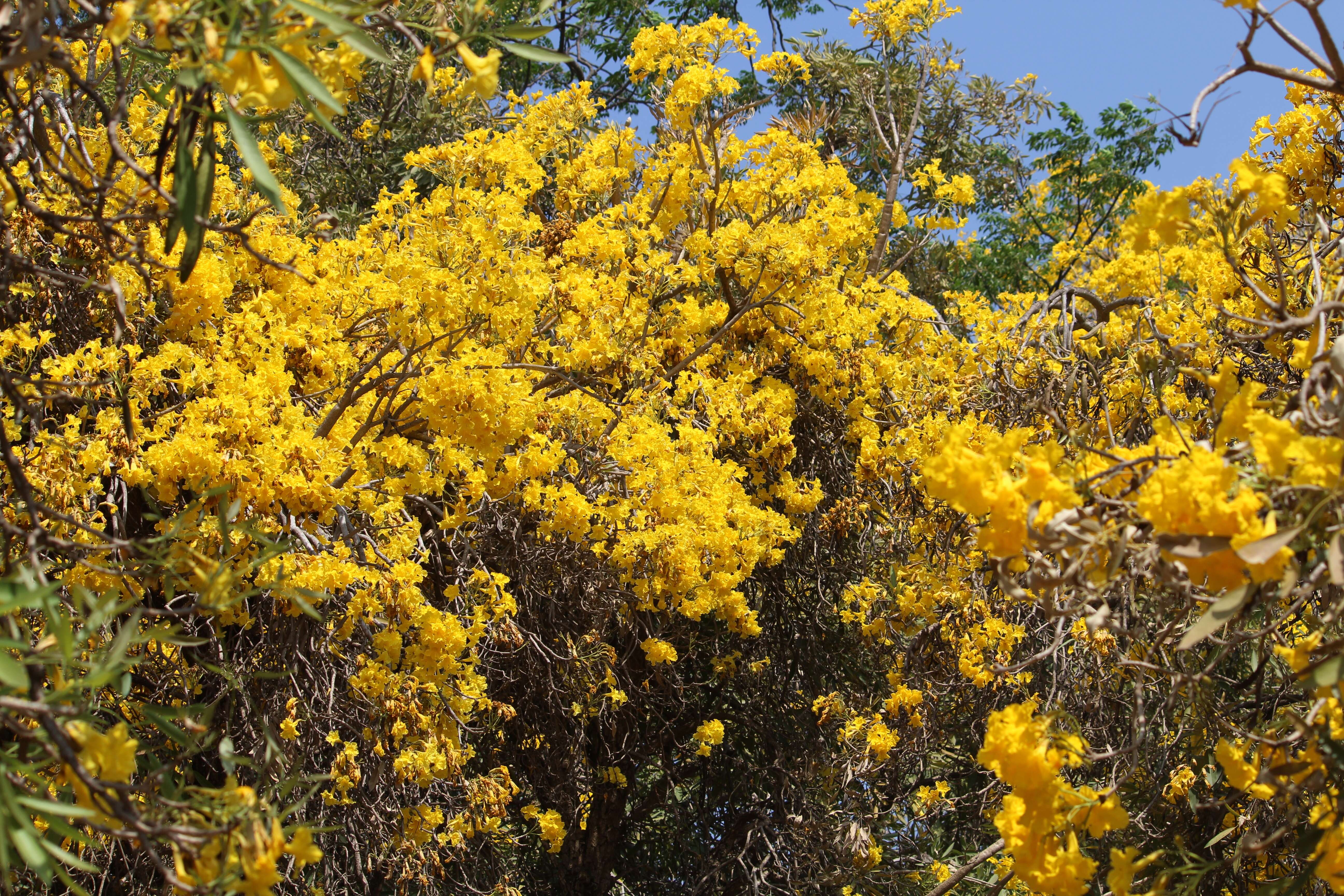 Image of Caribbean trumpet tree