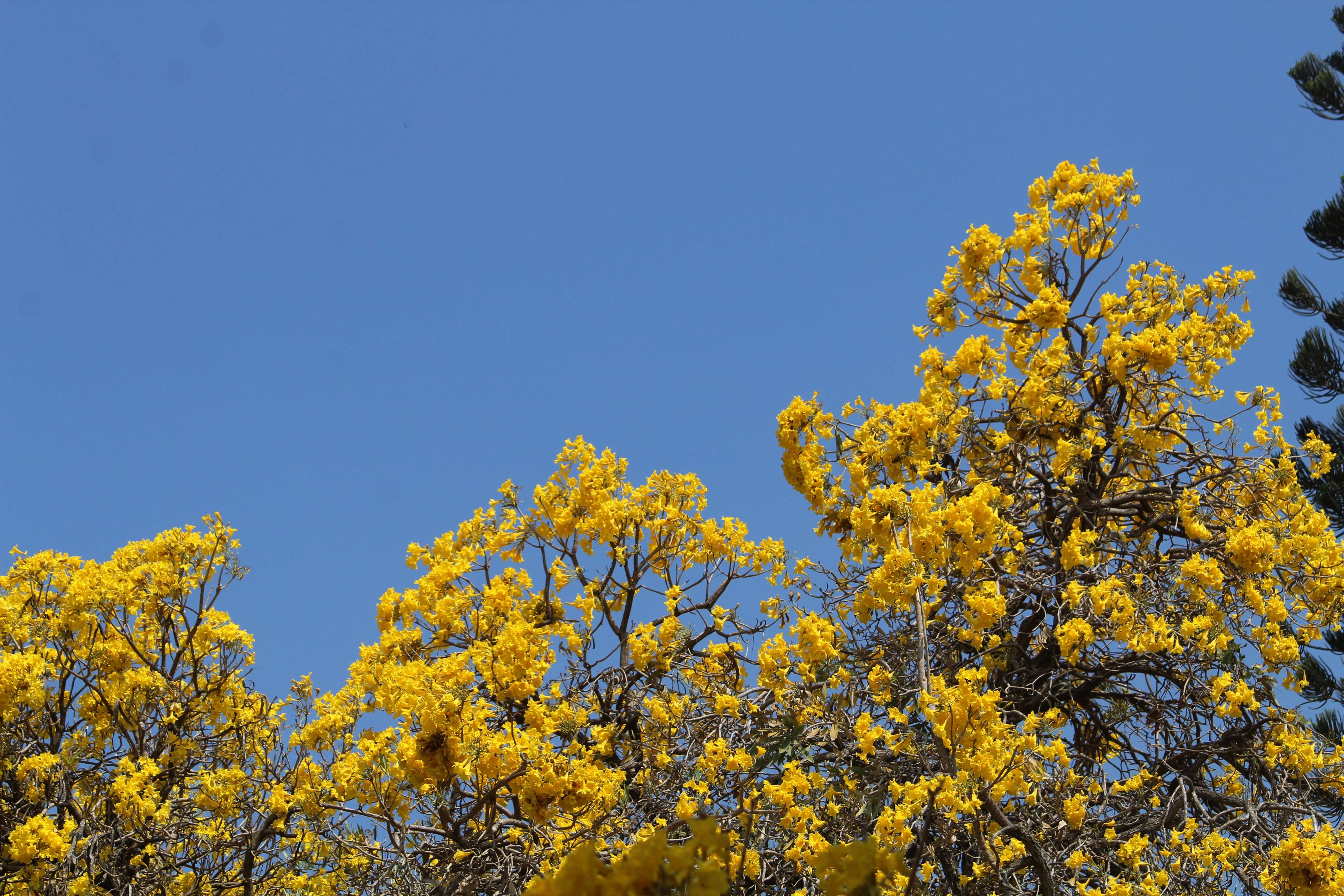 Image of Caribbean trumpet tree