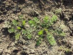 Image of scentless false mayweed