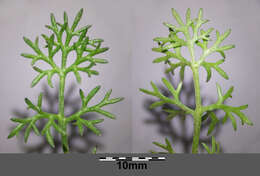 Imagem de Tripleurospermum inodorum (L.) Sch.-Bip