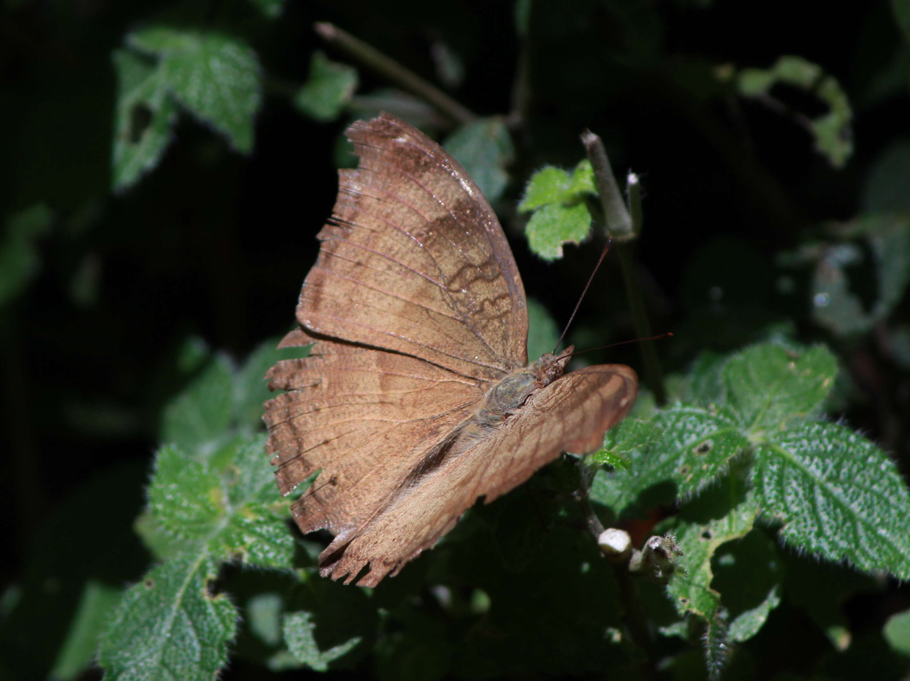 Image of chocolate pansy