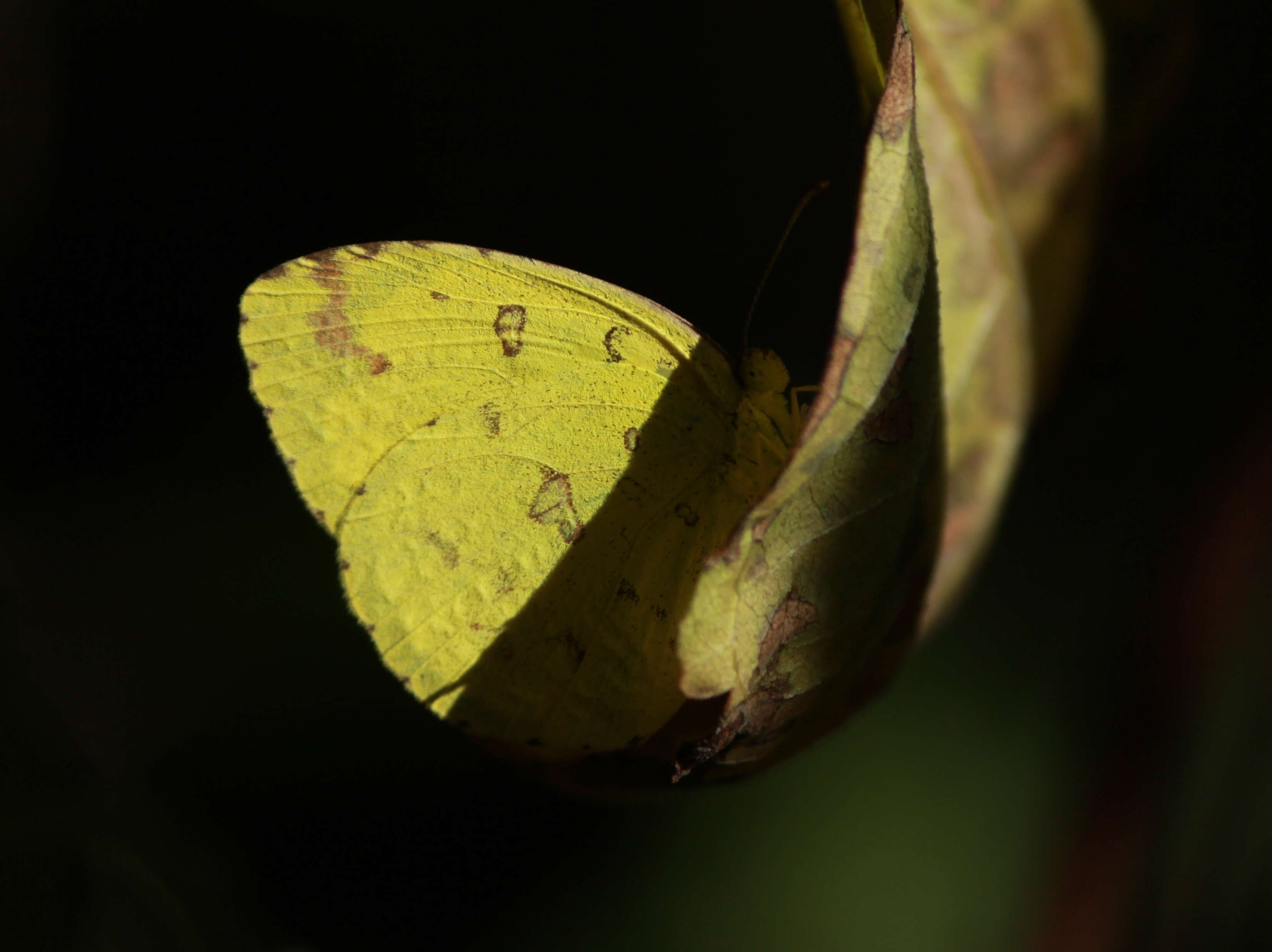 Слика од Eurema hecabe (Linnaeus 1758)