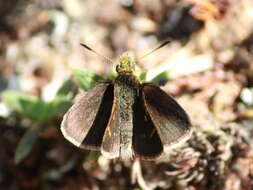 Image of Aeromachus dubius Elwes & Edwards 1897