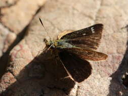 Image of Aeromachus dubius Elwes & Edwards 1897