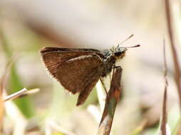 Image of Aeromachus dubius Elwes & Edwards 1897