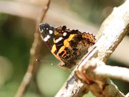 Image of Asian Admiral