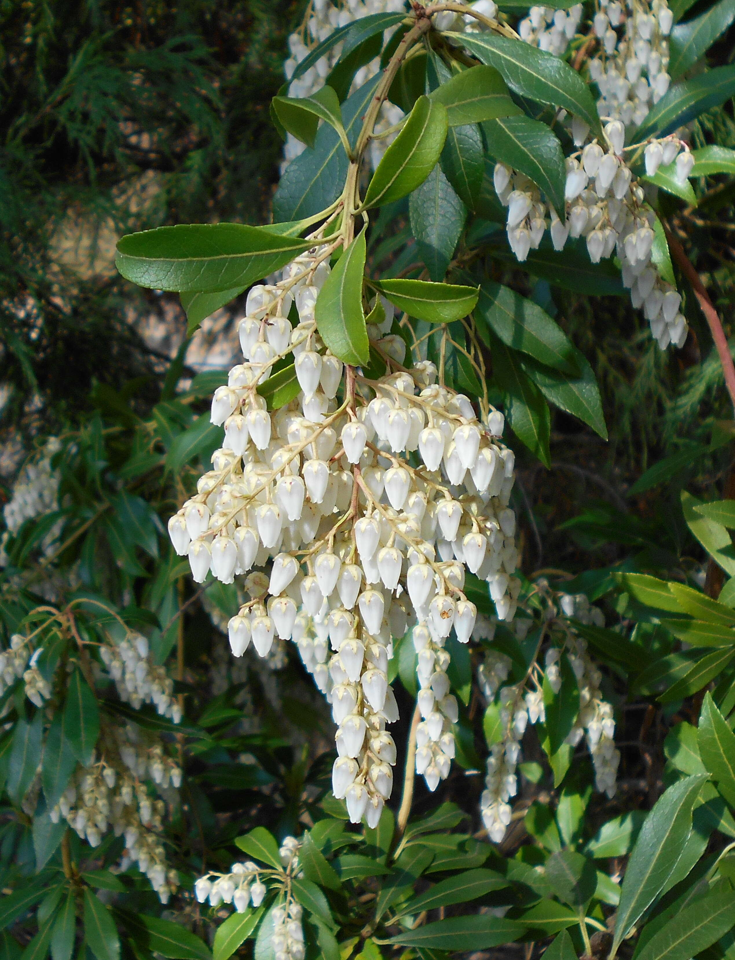 Image of fetterbush