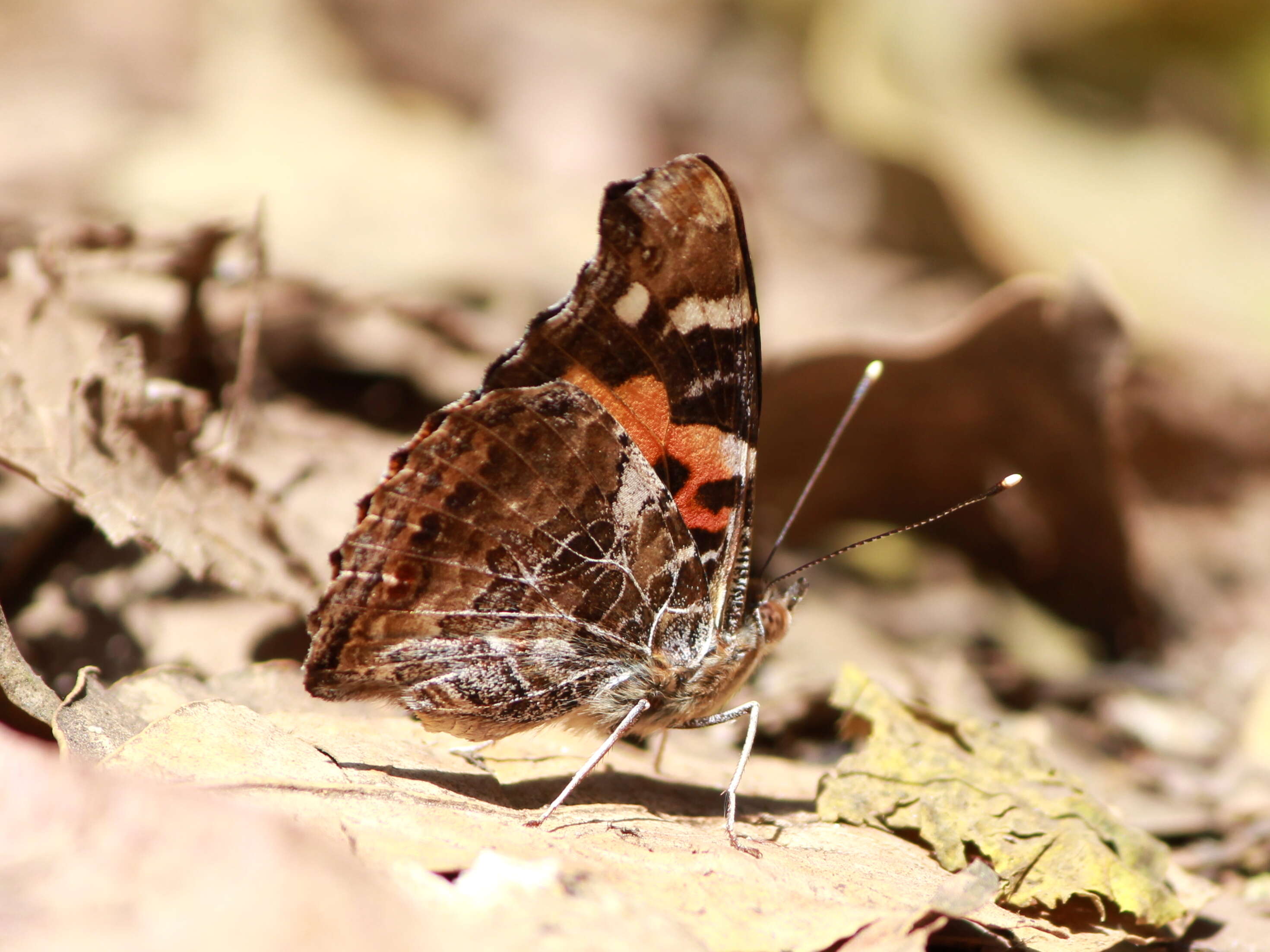 Image of Asian Admiral