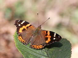 Image of Asian Admiral