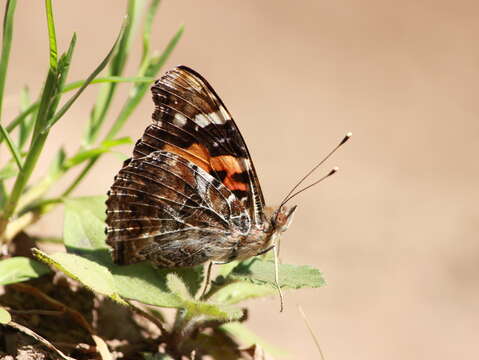 Image of Asian Admiral