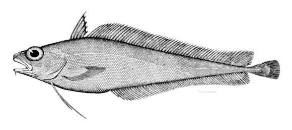 Image of Shortbeard codling