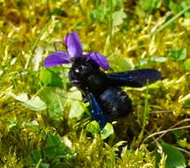 Plancia ëd Xylocopa iris (Christ 1791)