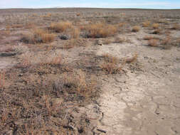 Image of forage kochia