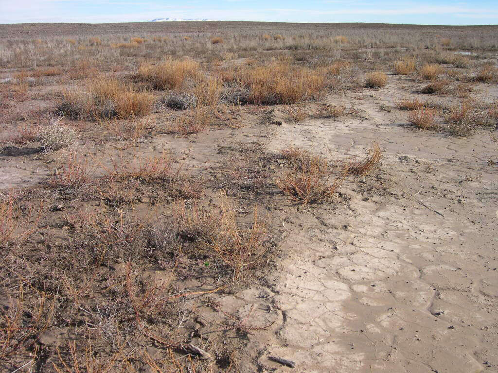 Image of forage kochia