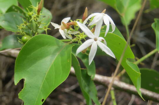 Imagem de Jasminum malabaricum Wight