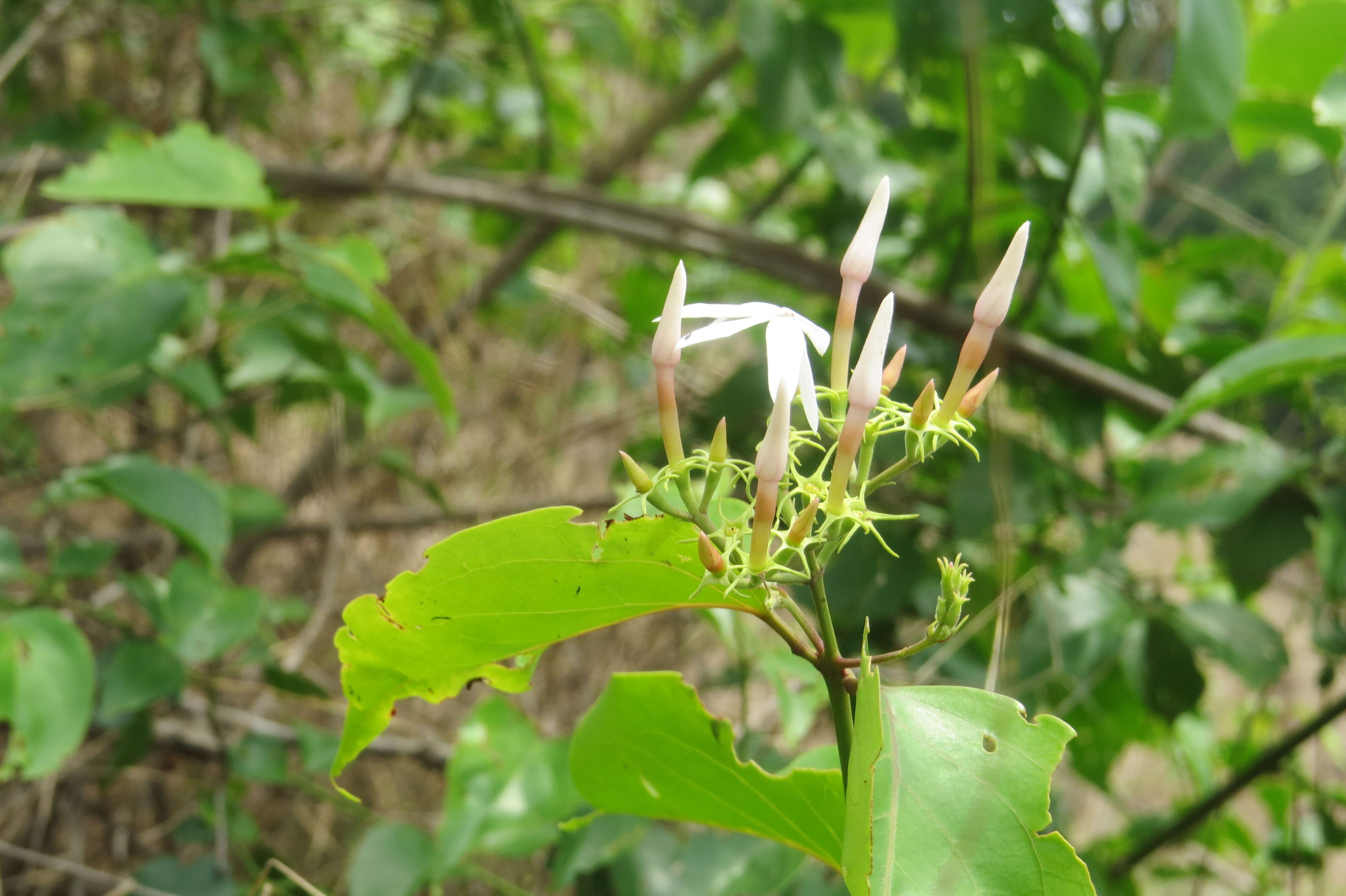 Image of Jasminum malabaricum Wight