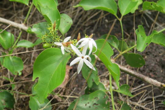 Imagem de Jasminum malabaricum Wight