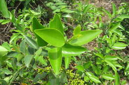 Слика од Memecylon umbellatum Burm. fil.