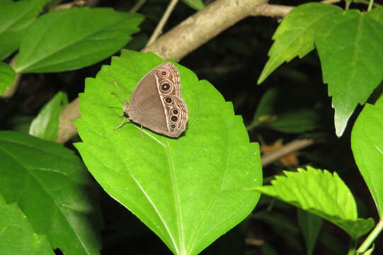 Imagem de Mycalesis mineus Linnaeus 1858