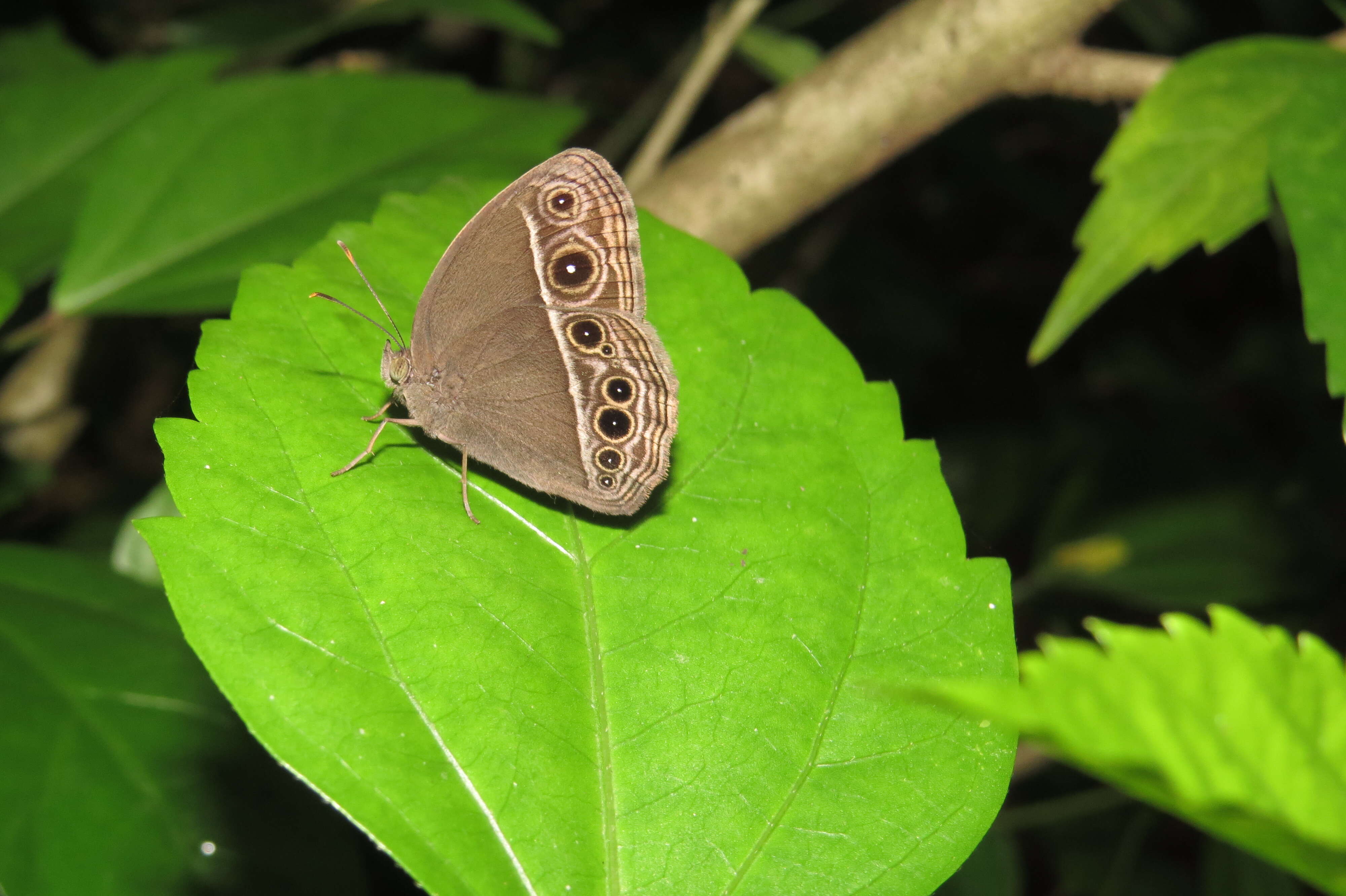 Imagem de Mycalesis mineus Linnaeus 1858