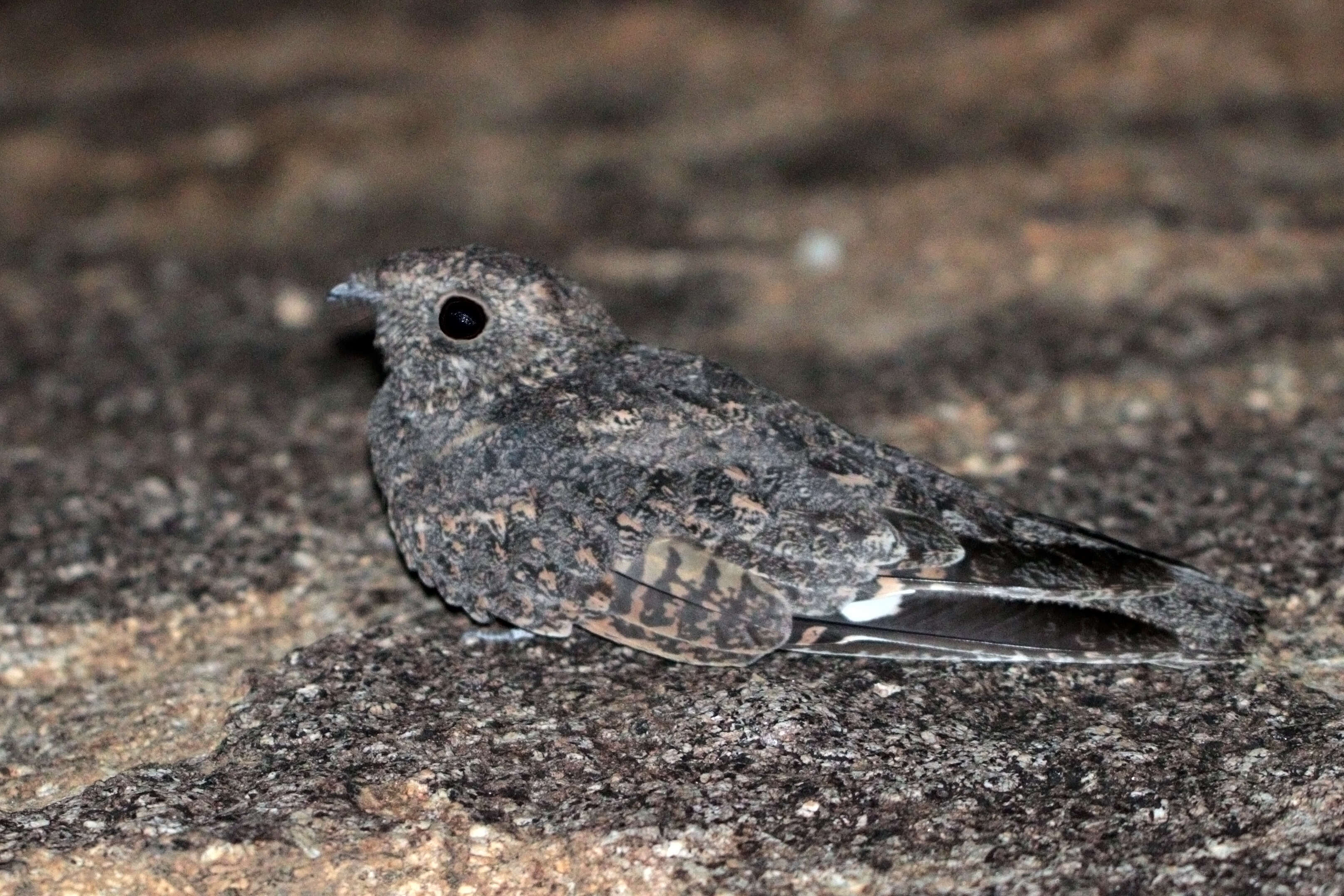 Image of Freckled Nightjar