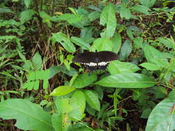 Image of Papilio polytes Linnaeus 1758