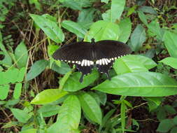 Image of Papilio polytes Linnaeus 1758