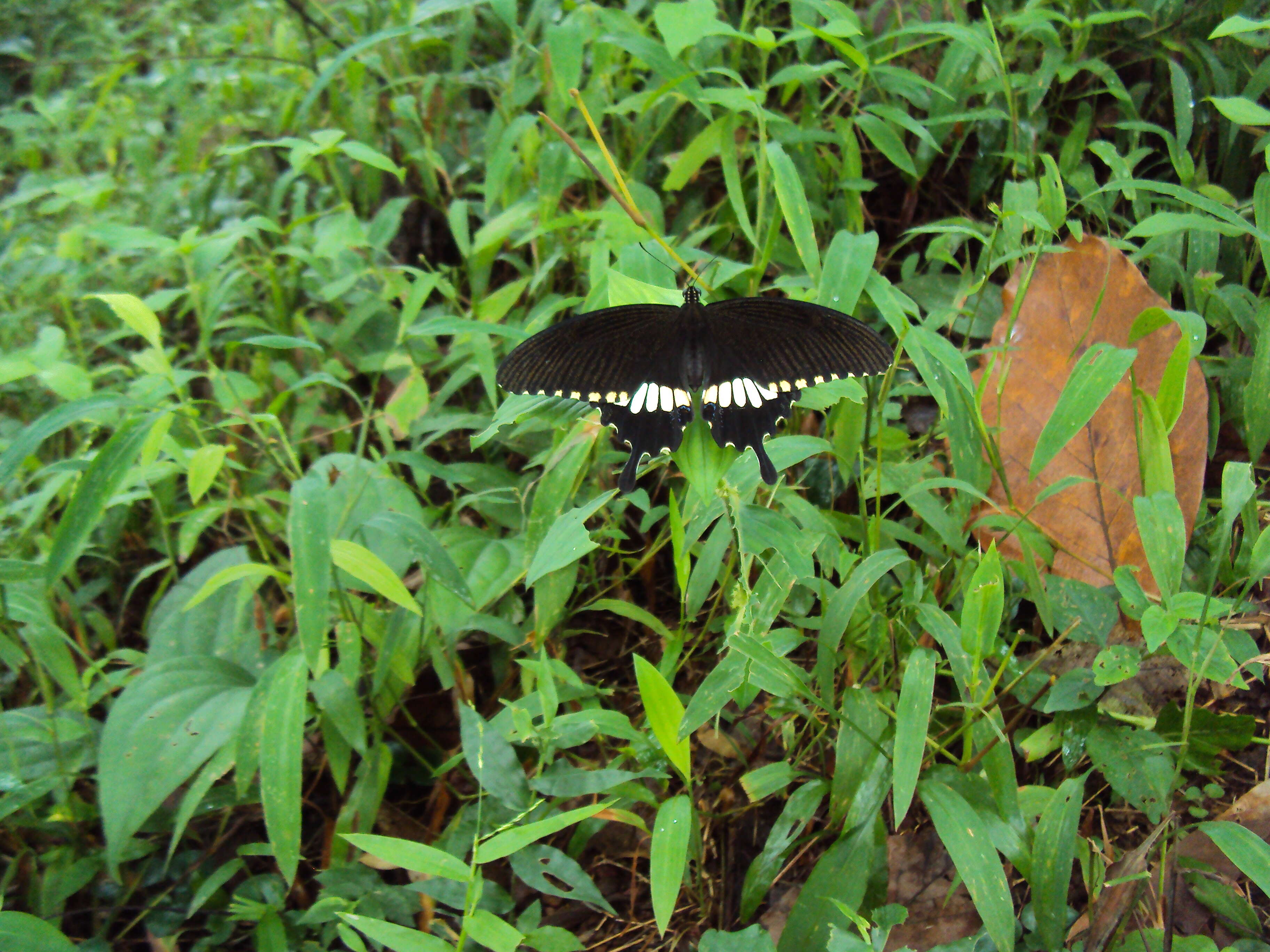 Image of Papilio polytes Linnaeus 1758