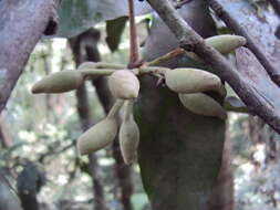 Image of Polyalthia coffeoides