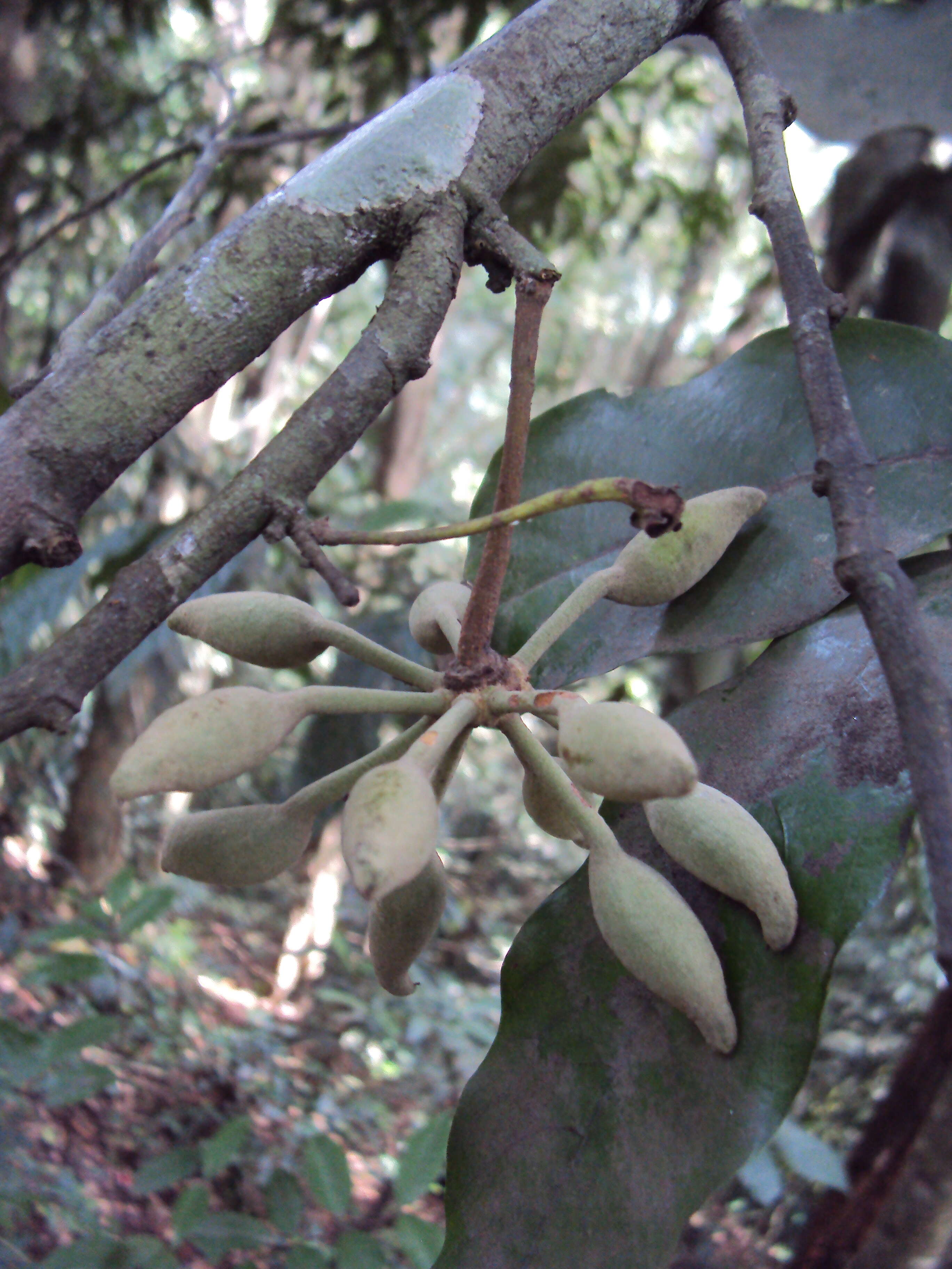 Image of Polyalthia coffeoides