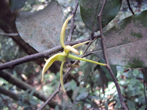 Image of Polyalthia coffeoides