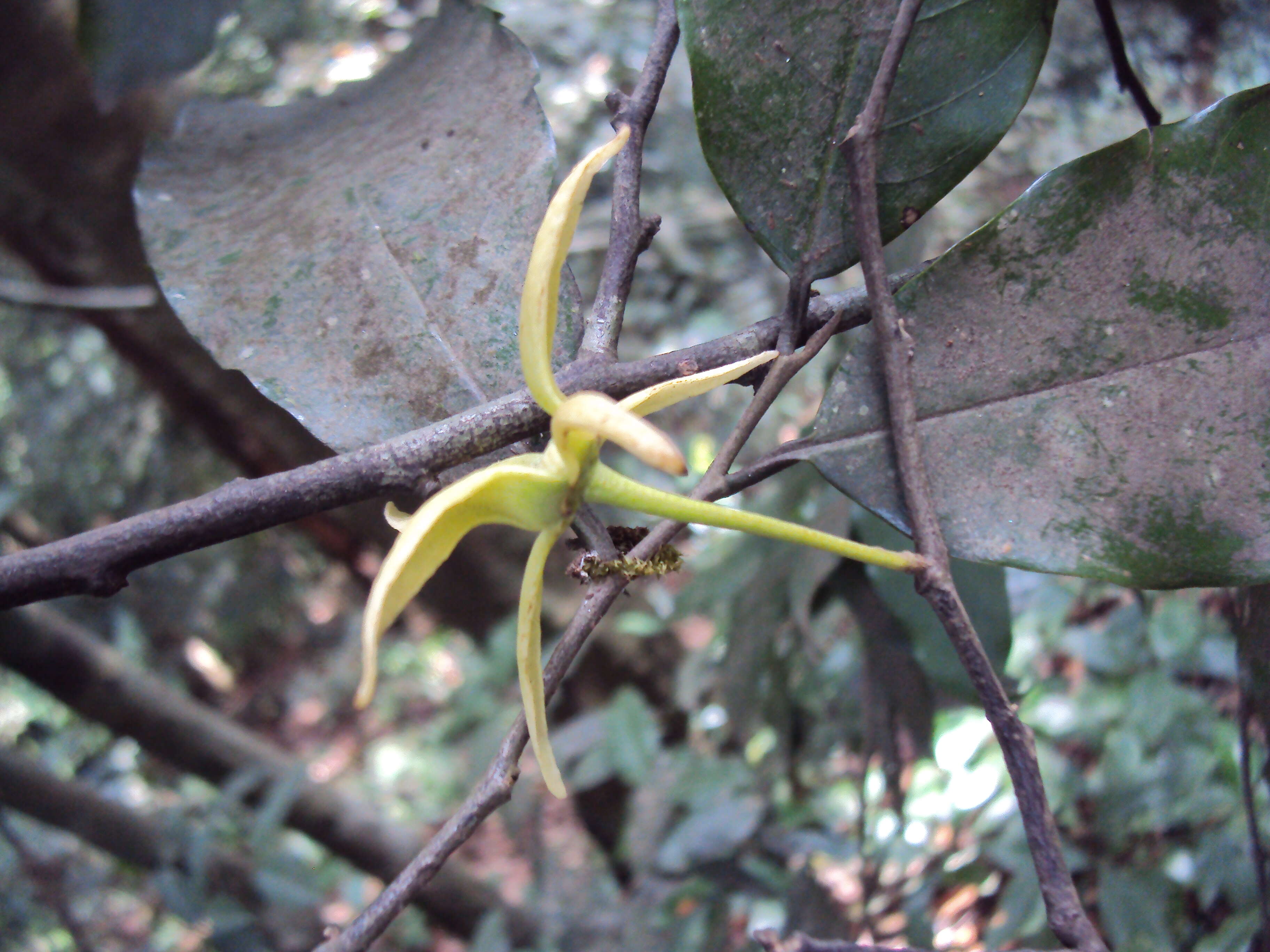 Image of Polyalthia coffeoides