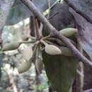 Imagem de Polyalthia coffeoides