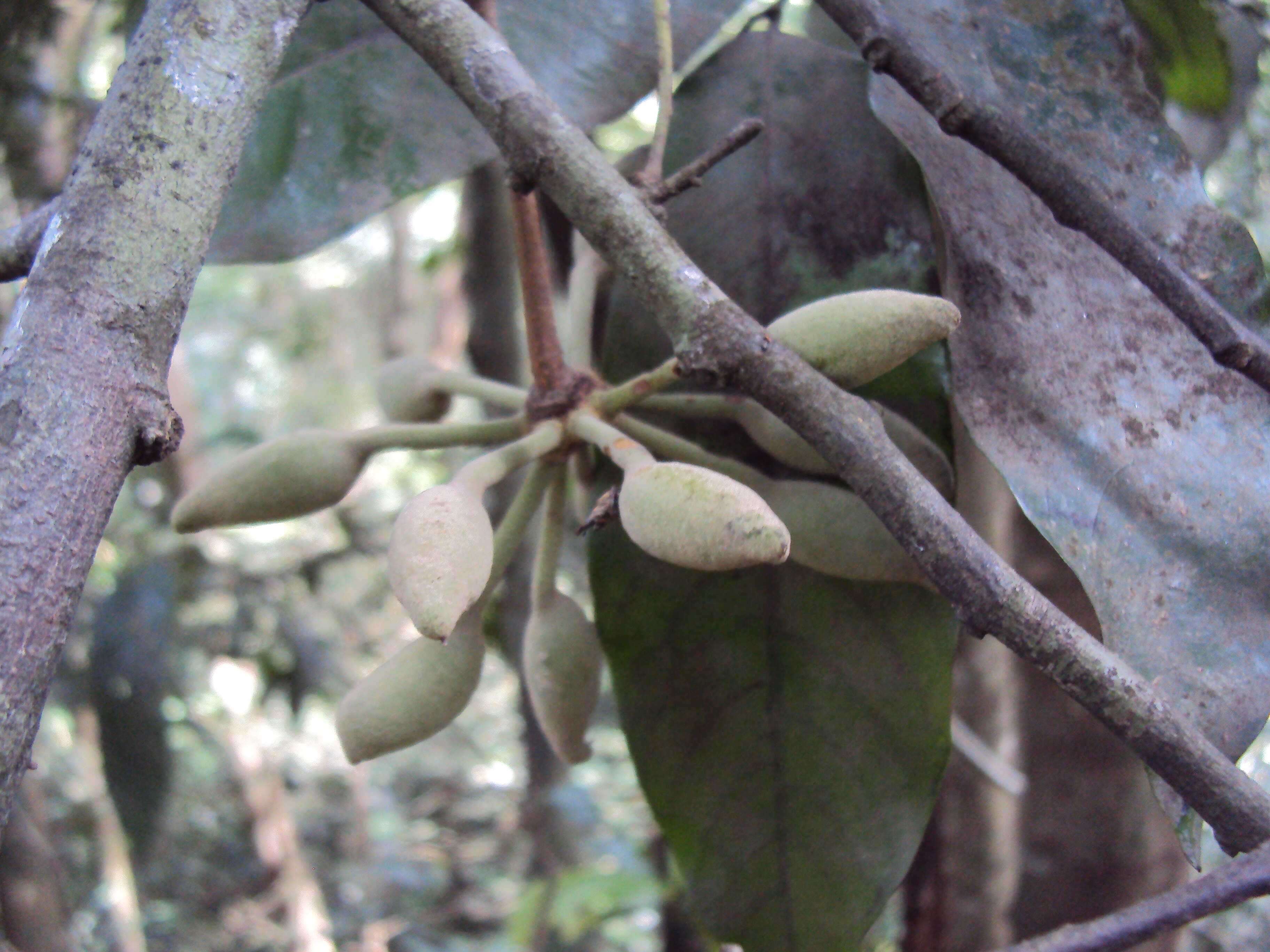 Plancia ëd Polyalthia coffeoides