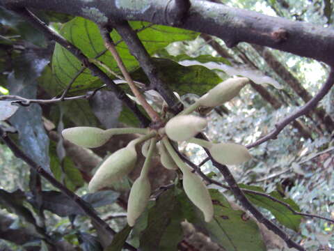 Image of Polyalthia coffeoides