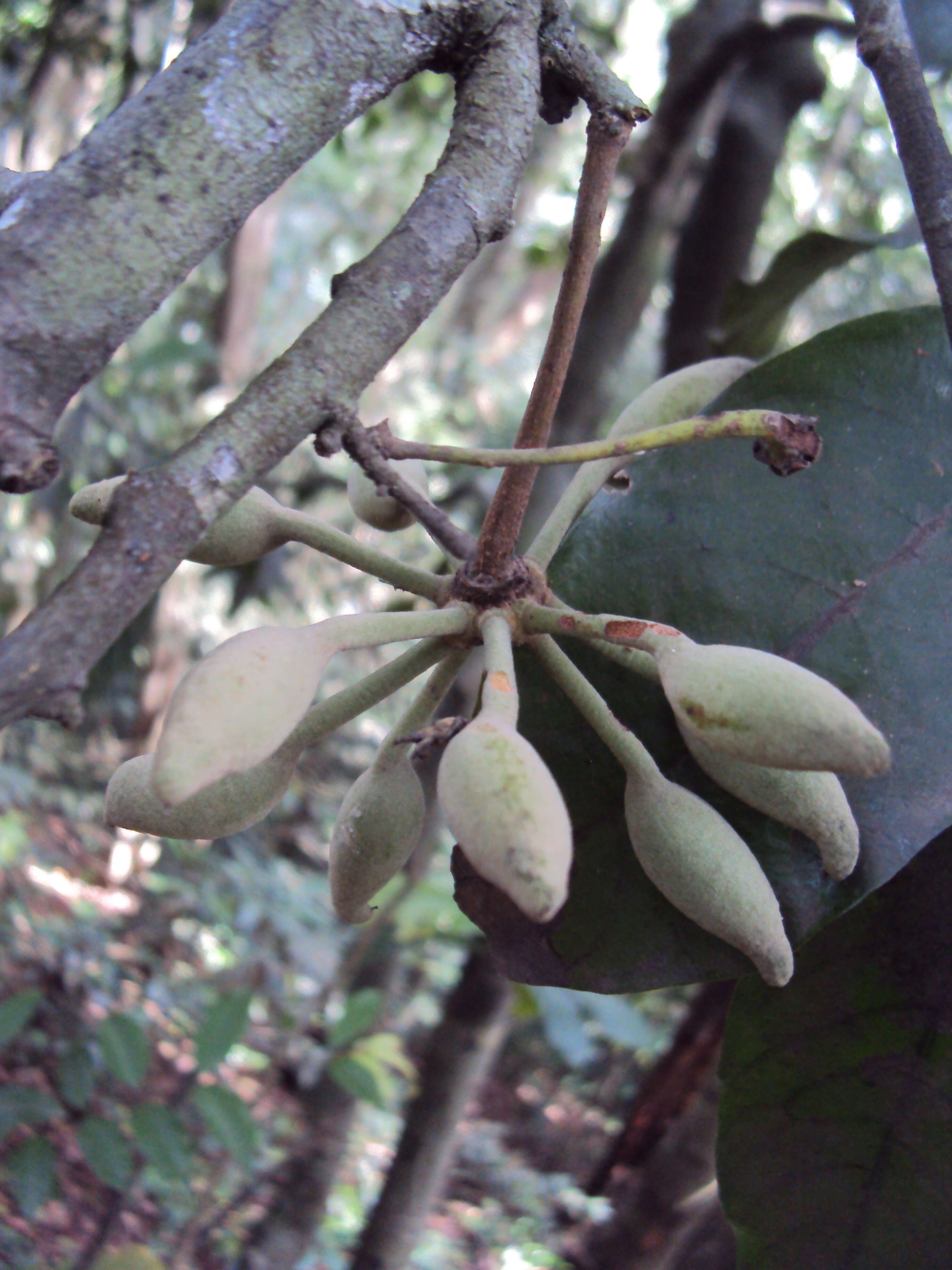 Plancia ëd Polyalthia coffeoides