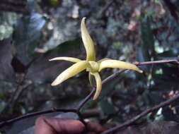 Plancia ëd Polyalthia coffeoides