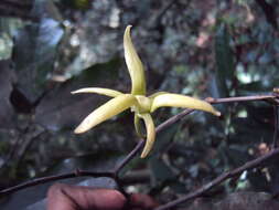 Image of Polyalthia coffeoides