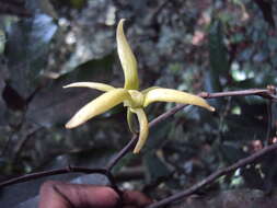 Plancia ëd Polyalthia coffeoides