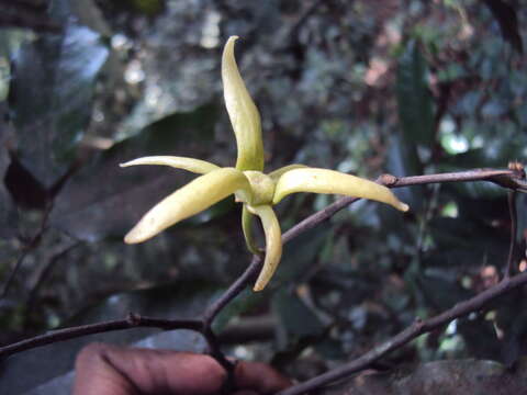 Imagem de Polyalthia coffeoides