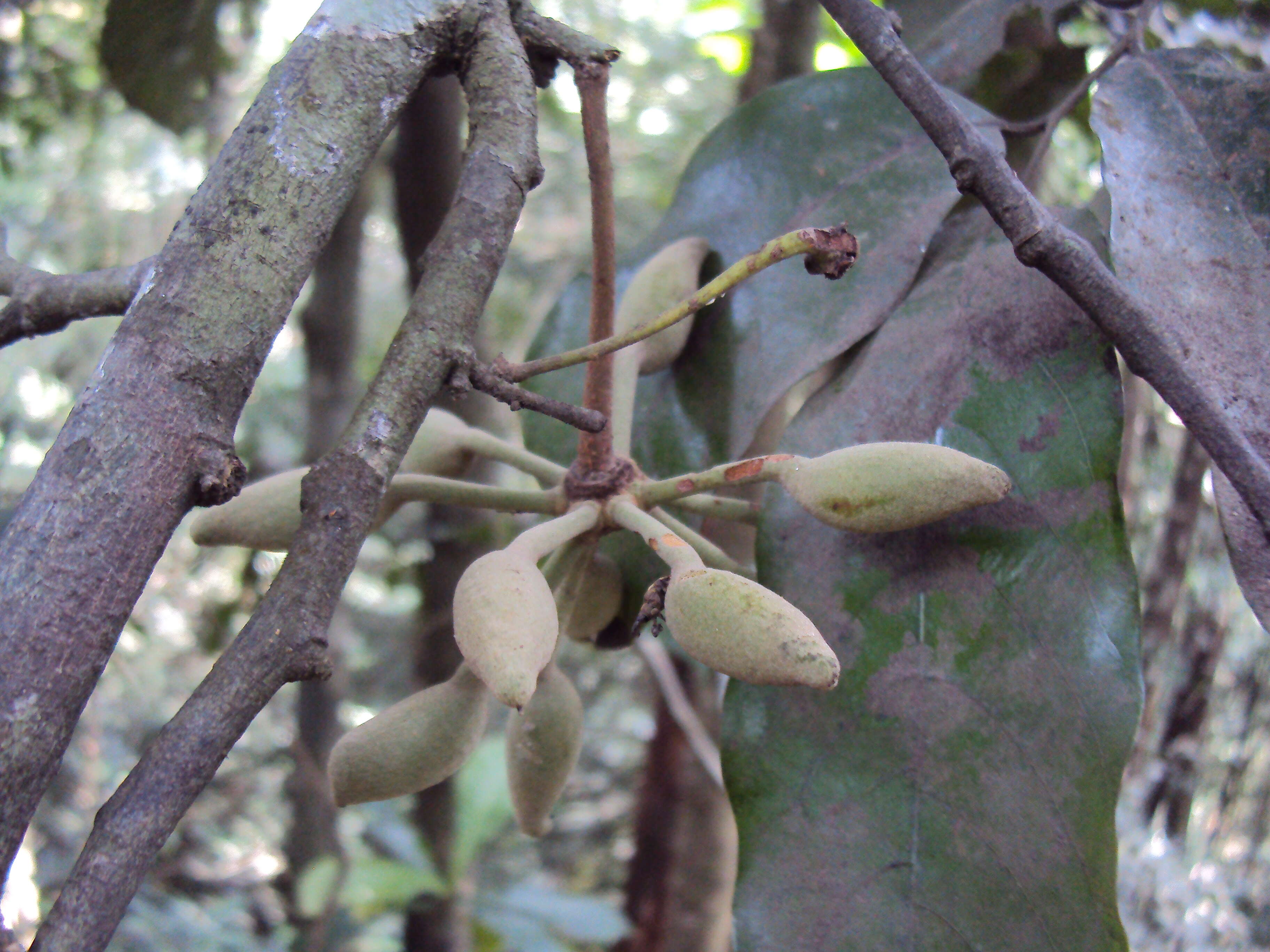 Plancia ëd Polyalthia coffeoides