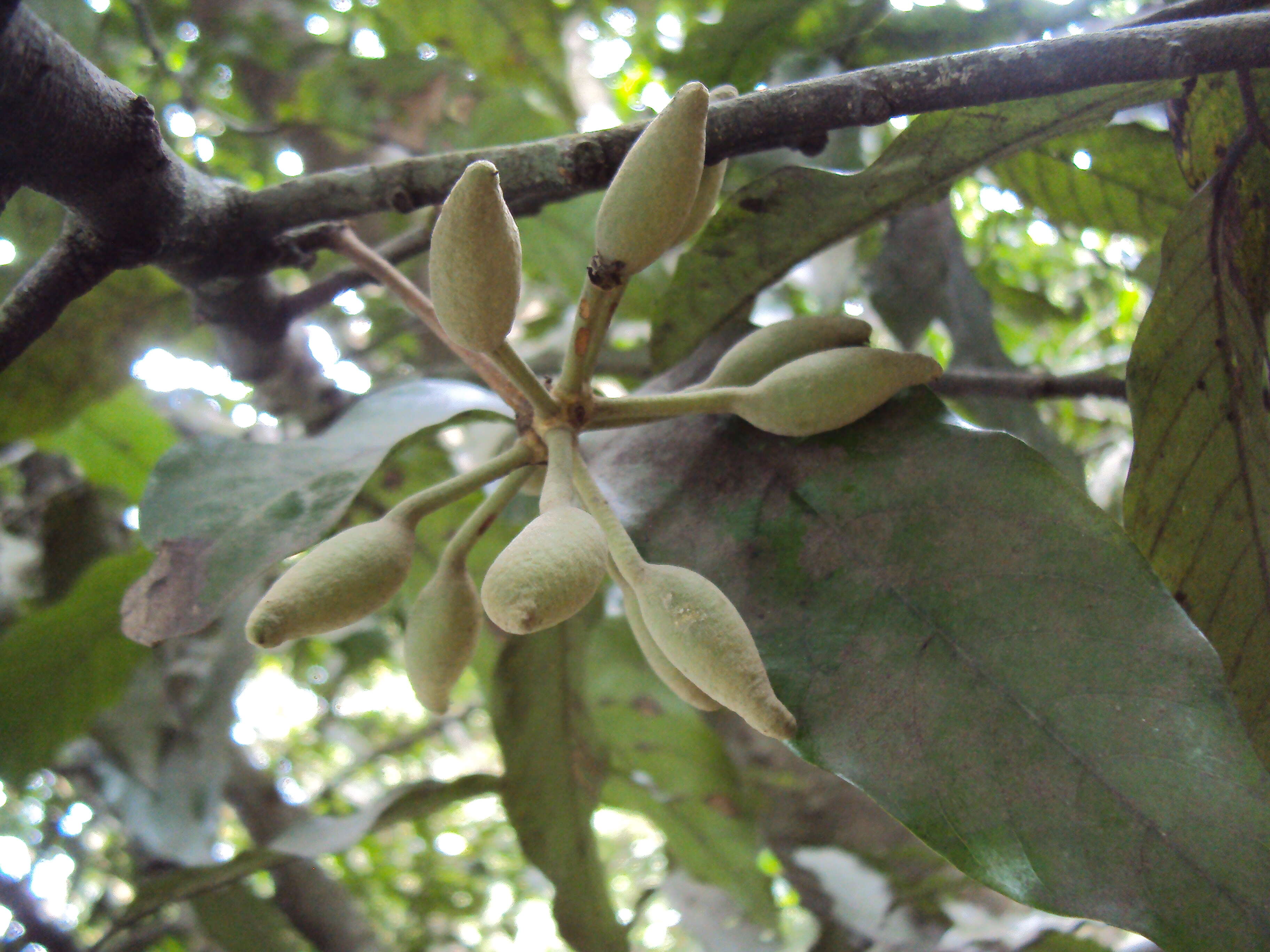 Plancia ëd Polyalthia coffeoides