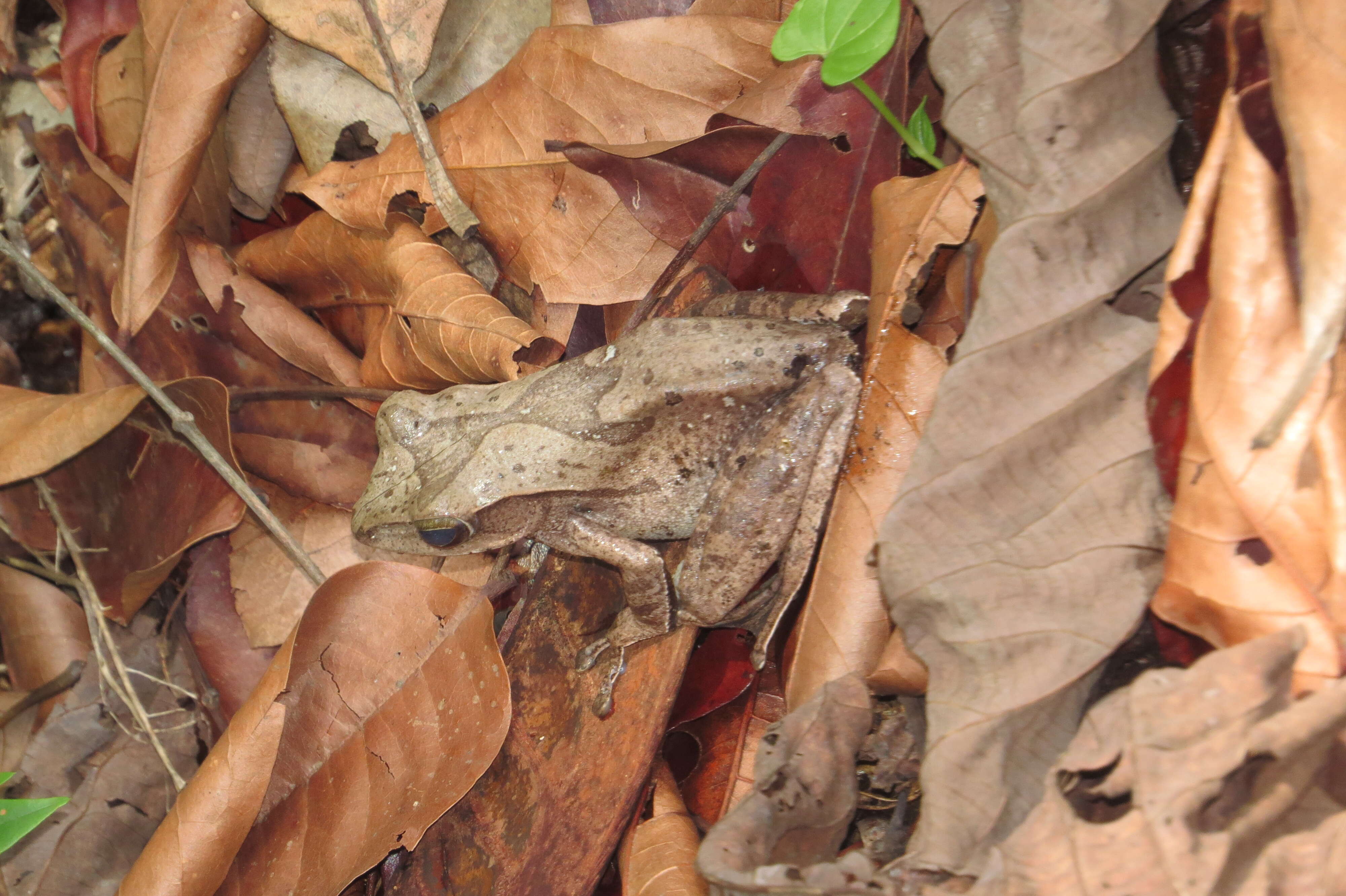 Image of Polypedates pseudocruciger Das & Ravichandran 1998