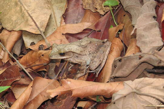 Image of Polypedates pseudocruciger Das & Ravichandran 1998