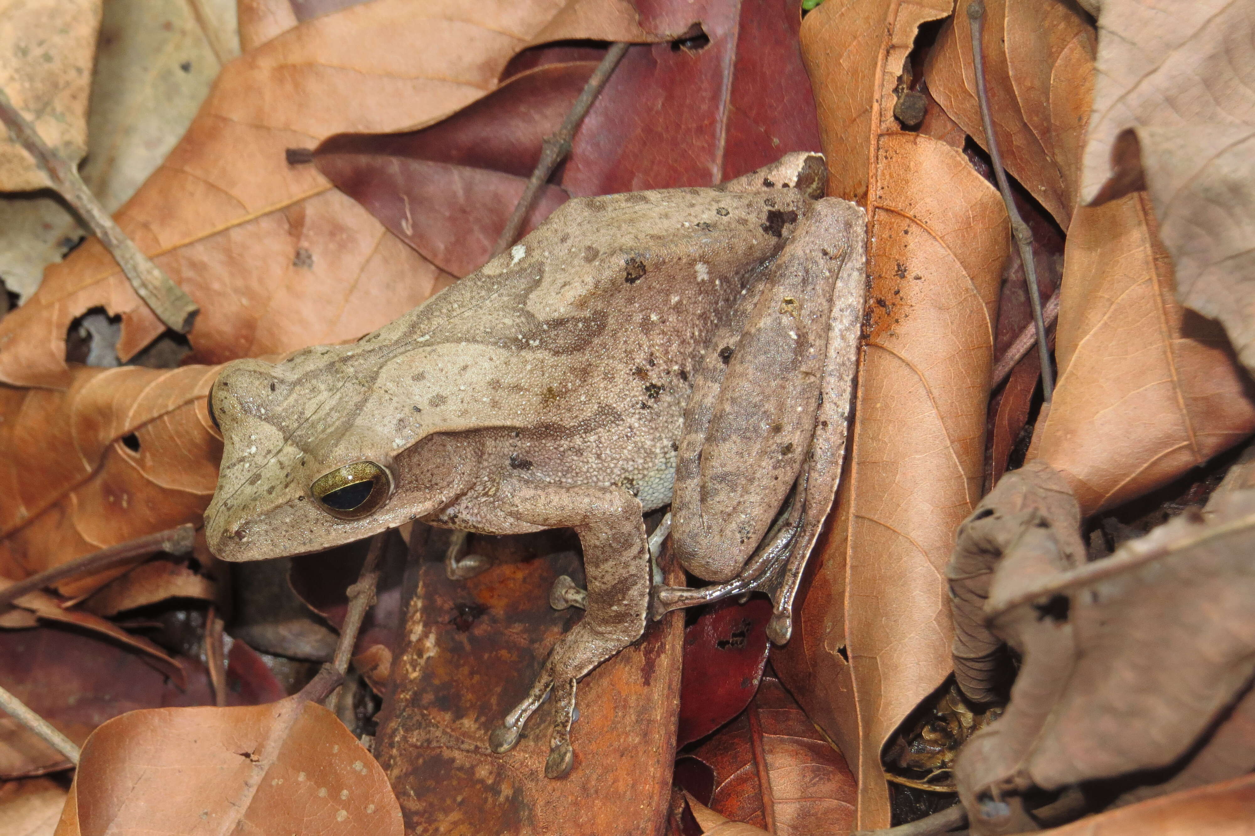 Image of Polypedates pseudocruciger Das & Ravichandran 1998