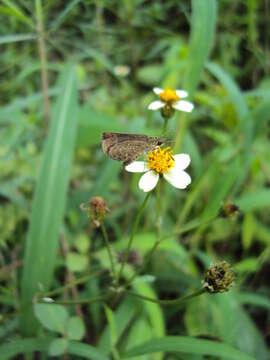 Image of Pygmy Scrub-hopper