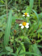 Image of Pygmy Scrub-hopper